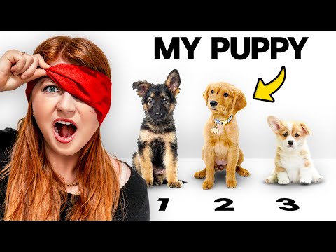 Guess the DOG! *PUPPY EDITION* 🐶