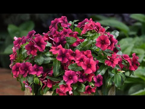 КАТАРАНТУС ИЗ СЕМЯН.ОБЗОР ВСХОДОВ.2021