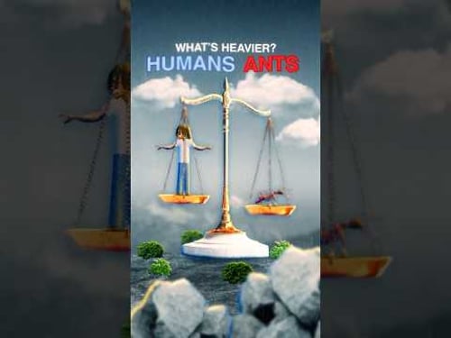 What's Heavier? Humans Vs Ants!