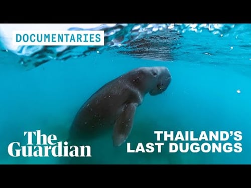 The influencer racing to save Thailand’s most endangered sea mammal | Documentary