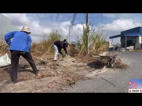 Clearing the Sidewalk—Shocking Dangers and Surprising Moments Beneath the Grass.