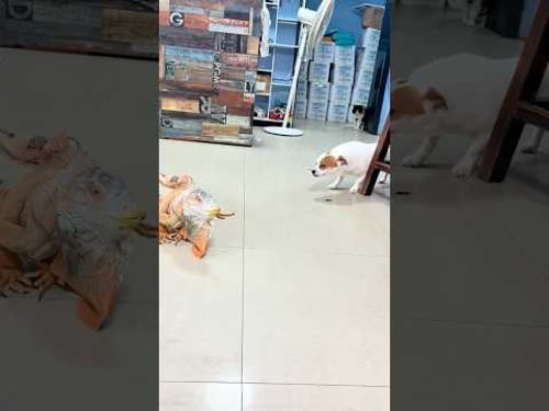 Unknown horror!#pets #funnyanimals #funnypets #funnyvideos #funnyshorts