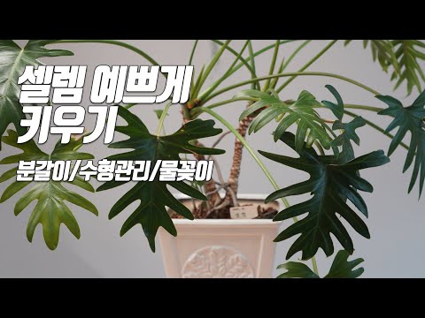 Raising selves beautifully / grinding water / arranging water / gardening apartment gardens