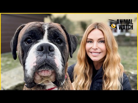 THE BOXER - Powerful Hunting & Guard Dog
