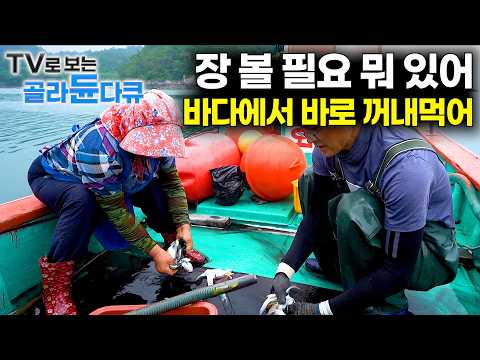 🐟도시에선 이 재미 모르지. 바다에서 바로 꺼내차린 아침밥 먹는 섬마을🐟|밭에서 신선한 채소 바로 썰어먹는 건강밥상|자연의 맛 1시간 몰아보기|한국기행|#tv로보는골라듄다큐