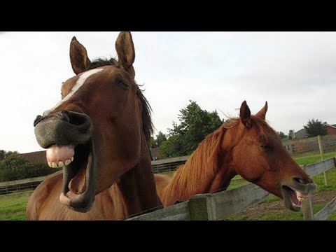 Funniest Horses Ever, You Have to See This! 🤣