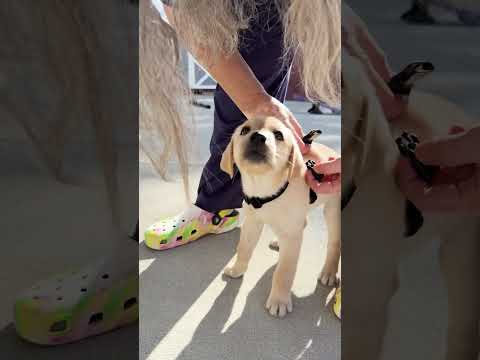 The cutest training arc of all time has begun πΆ #guidedogsofamerica | DC