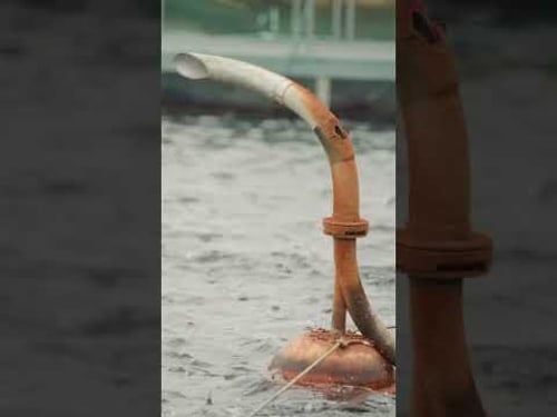 Columbia River Steelhead | Feed #fishing #sustainableseafood #columbiariver #shorts #scubadiving