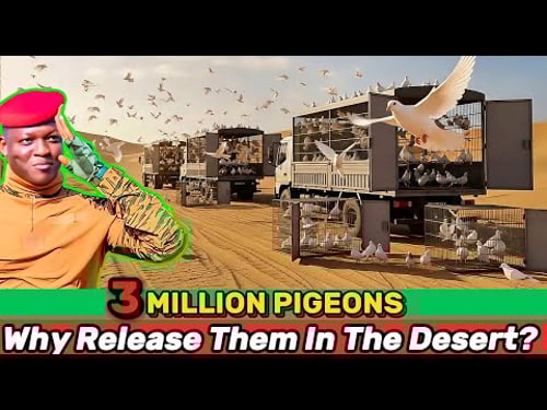 What’s Really Behind Traoré Releasing 3 Million Pigeons over the Sahel?