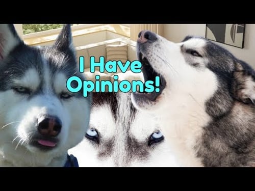 100% Hilarious HUSKY Fails and Funny Moments
