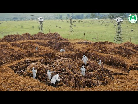 The Yellow Ants Were KILLING ALL THE CRABS ON CRAB ISLAND, But They Were Wiped Out By This Insect