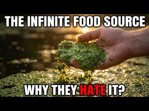 Twice The Protein Of Eggs. Grows In 7 Days. Why Every Government Wants It Gone.