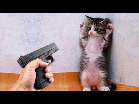 Funniest animals will make you laugh to tears 😂