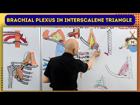 Brachial Plexus in Interscalene Triangle | Anatomy