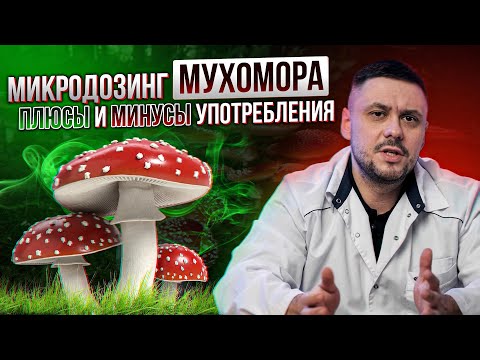 Red Fly Agaric Microdosing. Fly Agaric Uses. Fly Agaric Microdosing: Benefits and Harms