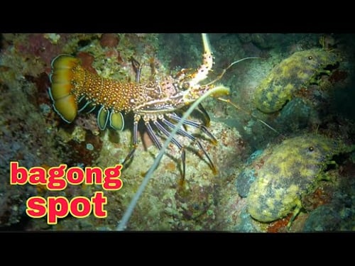 ep479 bagong spot May Copapa na May banagan pa night spearfishing Philippines