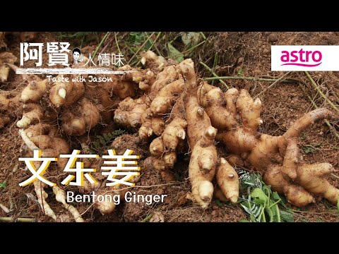 别再说外国的姜比较辣!文冬姜才是大马真正的狠角色!|阿贤人情味 Taste with Jason S10 (2015) EP3