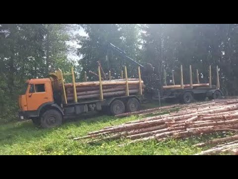 БЕСПЛАТНЫЙ ЛЕС ОТ ГОСУДАРСТВА! ПОЧЕМУ НЕ СТОИТ БРАТЬ!!!!!