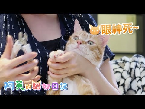 阿芙的貓奴日記 第3集 - 貓奴阿芙的日常