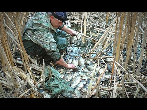 ЛОВЛЯ КРУПНОГО КАРАСЯ РУКАМИ. В ЭТОМ БОЛОТЕ МНОГО РЫБЫ. ЛИНЬ, САЗАН. Рыбалка