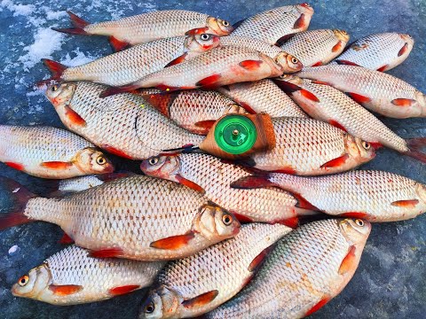 НАТРАПИВ на КОСЯК КРУПНОЇ ПЛОТВИ. Рибалка на гирлянду. Ловля плотви.