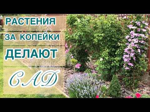 В КАЖДОМ САДУ ЕСТЬ ЛЮБИМЫЕ РАСТЕНИЯ. КОСТЯК САДА ИЗ ПРОСТЫХ