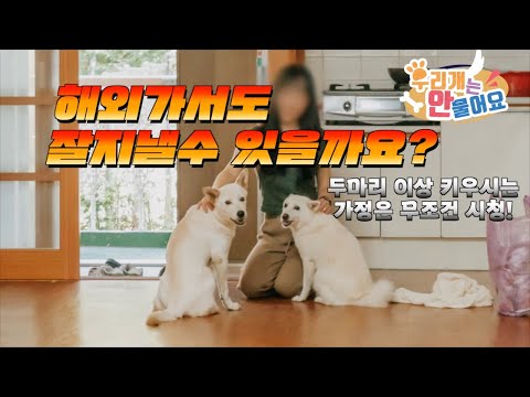 ๋ฐ๋ ค๊ฒฌ 2๋ง๋ฆฌ ๊ธฐ๋ฅด์๋ ๋ถ์ ๊ผญ ๋ณด์ธ์! ๊ณฐ๊ณฐ์ด์ ํ๋ฃจ๋ ์์ง๋ผ์ ์์๊น์? #๋ค๋์ฌ์ก #๊ฐ์์งํฉ์ฌ #์ง๋๊ฐํฉ์ฌ #๊ฐ์์งํค์ฐ๊ธฐ