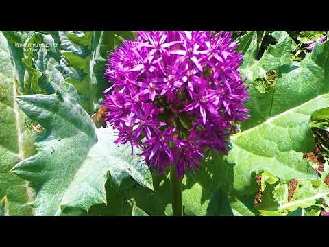 ПЕНИЕ ЗЯБЛИКА И ЖУЖЖАНИЕ ПЧЁЛ НА ЦВЕТОЧНОМ ЛУГУ ПОМОГУТ СЕРДЦУ НЕ ВОЛНОВАТЬСЯ.УЛУЧШИТСЯ СОН