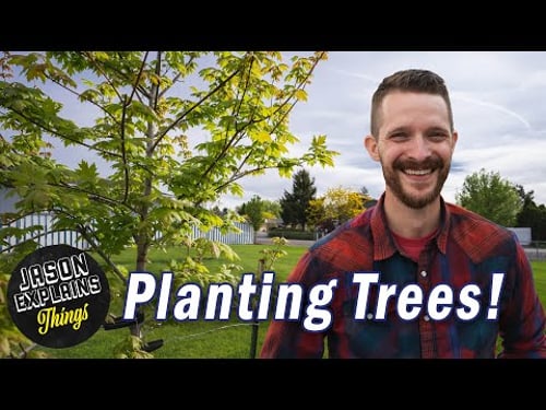 When/How To Plant Trees In Your Yard