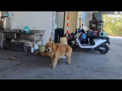 He's the most loyal and understanding dog I've ever met, despite his sad past