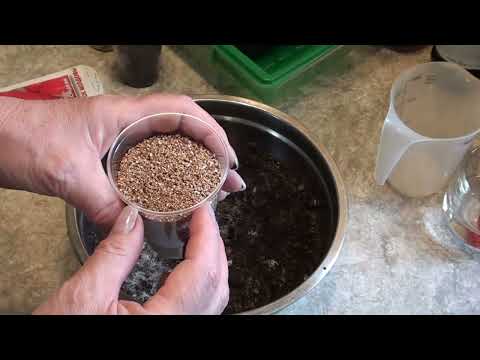 Проращивание семян перца без пикировки . Супер быстрые всходы и крепкая рассада !!!