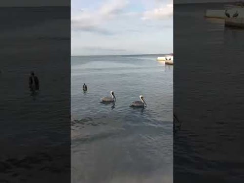 Más mar, menos mente 🌊 Paisaje grabado por el creador #mar #pazinteror #shortvideo #relax #shorts