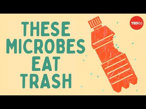 The smallest solution to one of our biggest problems - Tierney Thys & Christian Sardet