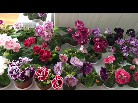 Каталог Глоксинии 2023