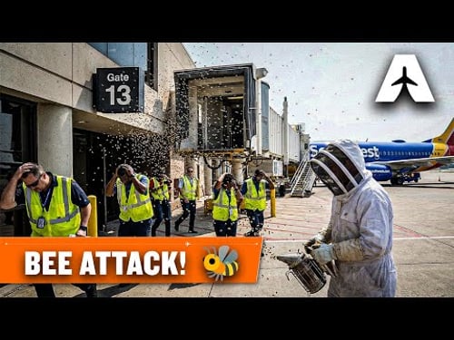 BEE ATTACK at the Gate! 🐝 + Pushing a $40 Million Jet | Airline USA S01 Ep. 09