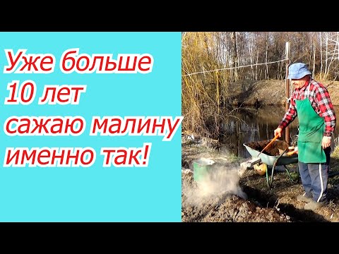 Малину весной мы сажаем только так, и Вам советуем!