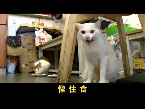TVB 星期日檔案 慳住食 經濟不景、北上消費雙重夾擊,核心地段吉舖處處。有餐廳東主唯有忍痛抽身,結業離場。但此同時,銅鑼灣鬧市近年吸引烘焙店進駐,兩餸飯店亦逆市擴充,本地食肆是否悄悄轉型呢?