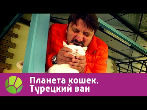 Турецкий ван. Планета кошек | Живая Планета