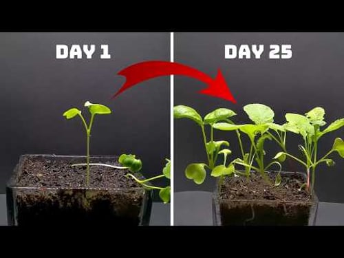 Big Mistakes When Planting Radishes!