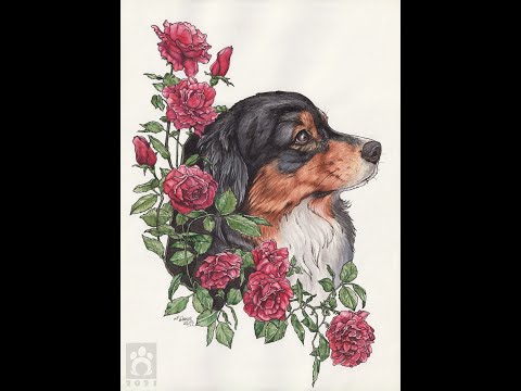 Pet Portrait "Fenya" - Time Lapse Watercolour & final Outlines