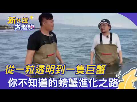【新台灣大體驗】從一粒透明到一隻巨蟹:你不知道的螃蟹進化之路|廖慶學 2025.07.12 完整版