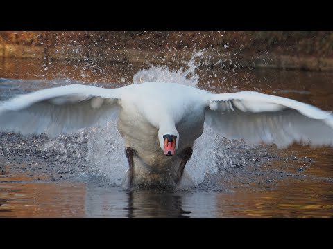 Unseen Predator: The Aggressive Animal Taking Over American Lakes