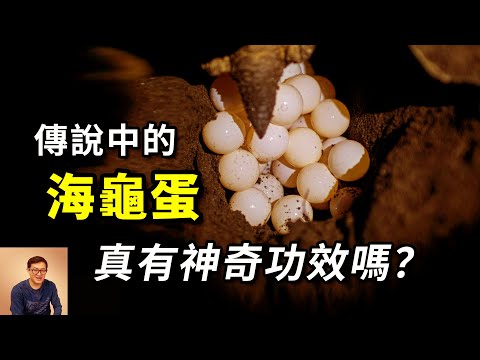 為什麼把海龜蛋挖走竟然是在救海龜?吃海龜蛋真有神奇功效嗎?【老肉雜談】#動物 #野生動物 #海洋生物 #海龜 #turtle
