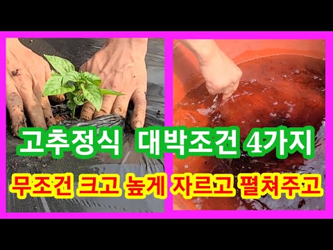 4 conditions for a successful pepper planting: Cut it large and high, and spread it out~ How to g...