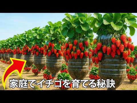 驚きの収穫!吊るしたペットボトルで甘いいちごが大量に