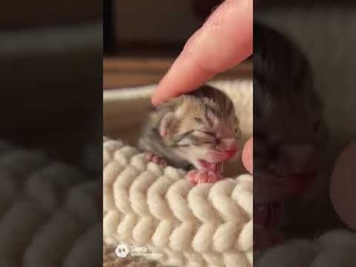 NewBorn Kitten
