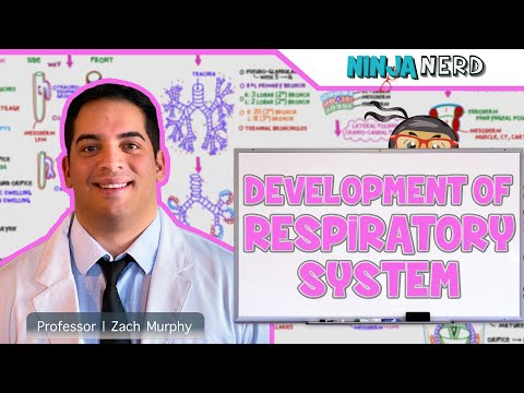 Embryology | Development of the Respiratory System