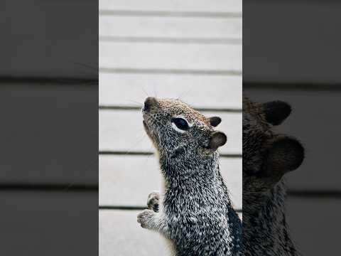 Power of Phone Camera in 2025 #smartphone #vivox200ultra #xiaomi15ultra #bestphone