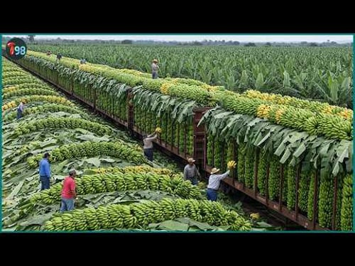 The 2026 Harvest Rush 💥 How They’re Collecting Millions of Tons of Fruits and Veggies