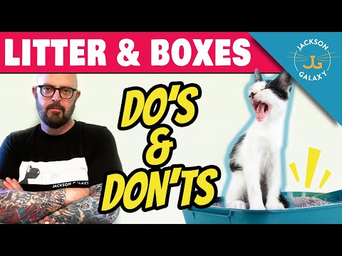 YOU’RE DOING CAT LITTER WRONG & Here’s Why!